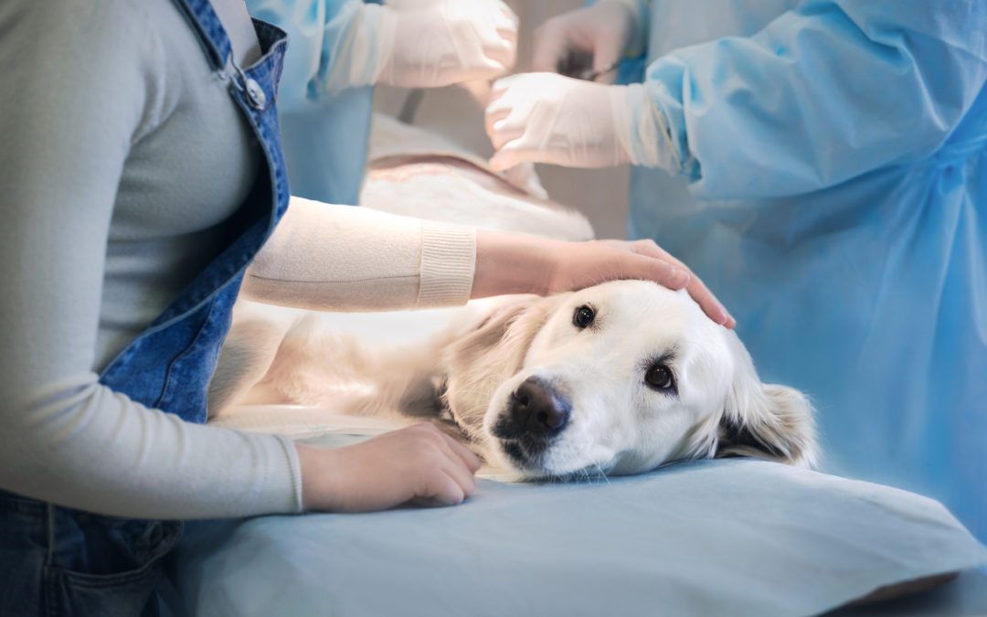 Dog receiving emergency veterinary care.