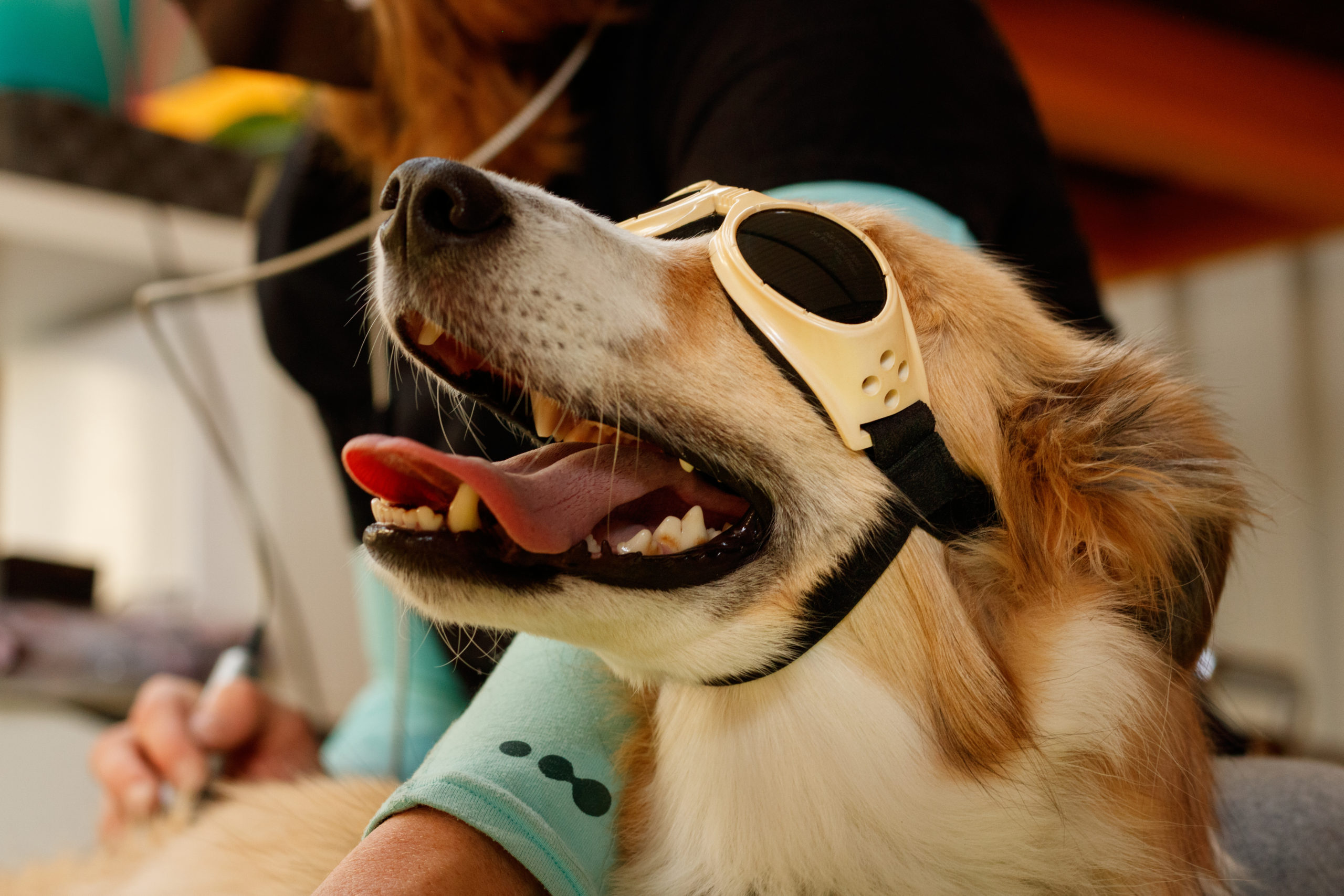 Dog wearing goggles for pet laser therapy.