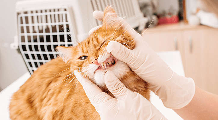 Cat receiving a dental exam.
