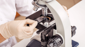 Specimen being viewed under a microscope in a pet laboratory.