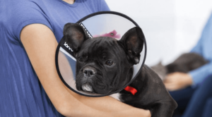 Dog wearing cone collar.