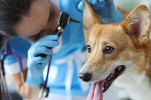 Veterinarian examines dog's ear.