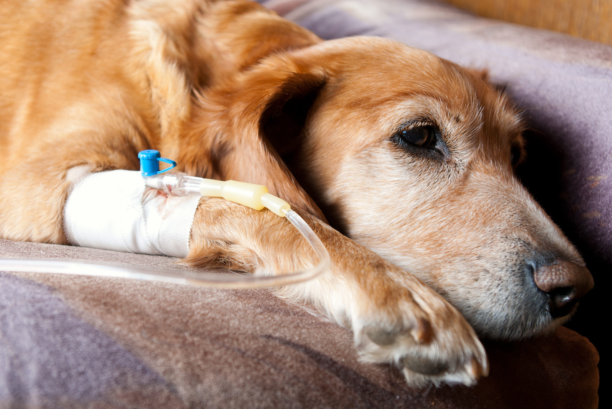 Dog lying on bed with cannula in vein