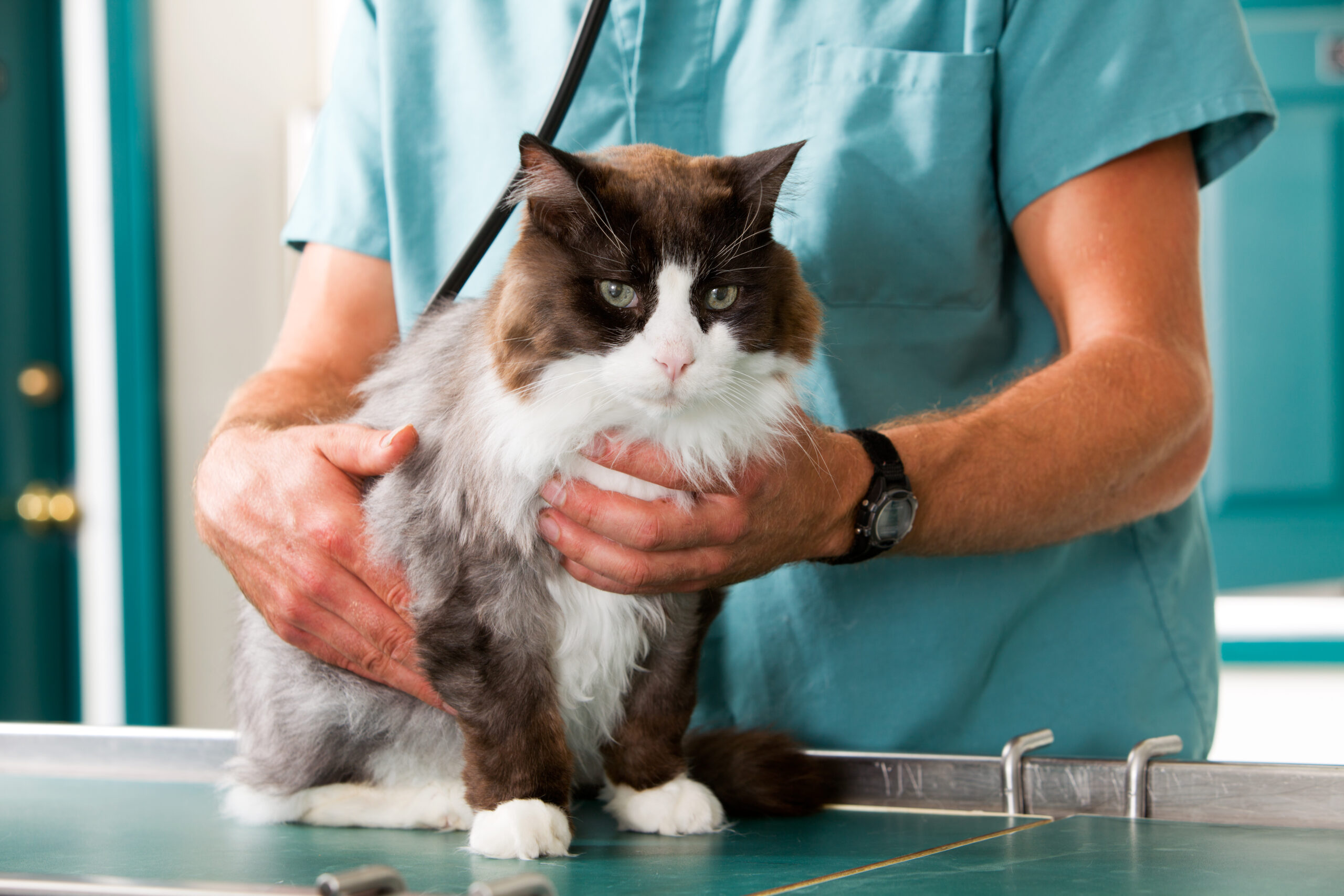 Cat Check-Up A cat having a check-up at a small animal vet clinic