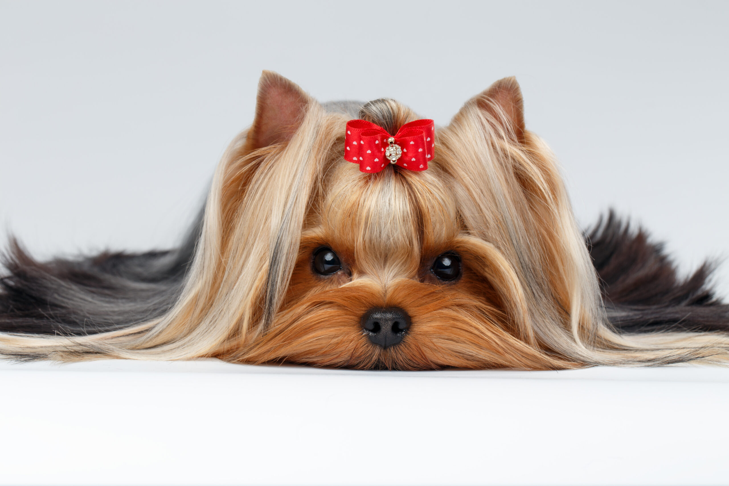 Closeup Portrait of Yorkshire Terrier Dog Lying on White background