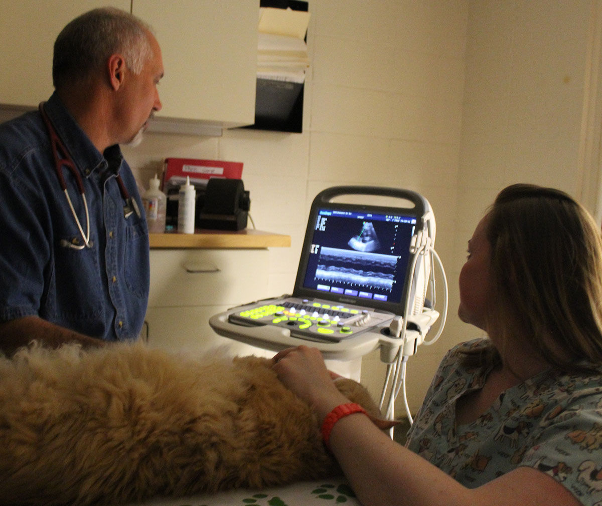 Dog receiving a pet ultrasound.