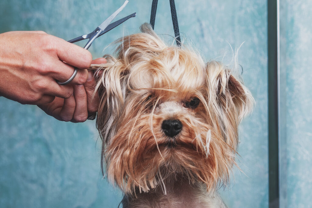 Dog getting hair trimmed during grooming services.