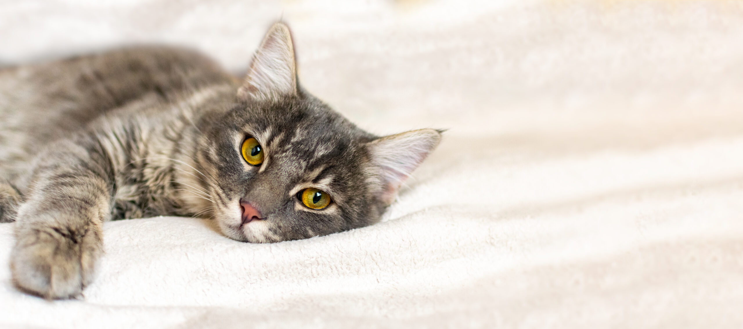 Sad sick young gray cat lies on a white fluffy blanket in a veterinary clinic for pets. Depressed illness animal looks at the camera. Feline health background with copy space.