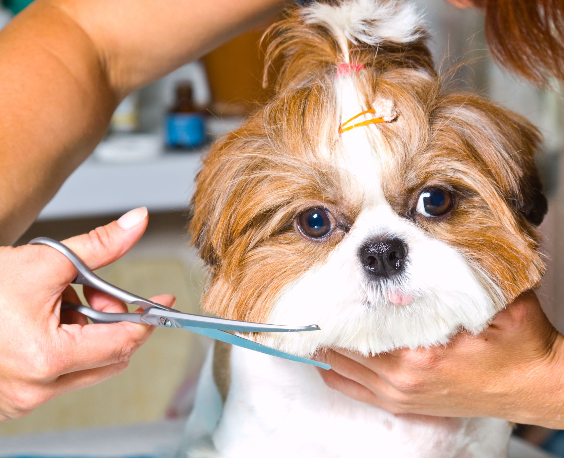 Grooming a Shih Tzu dog