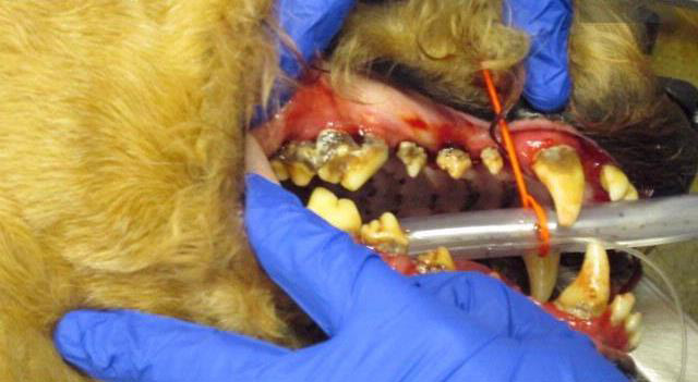 Tartar buildup on dog teeth.
