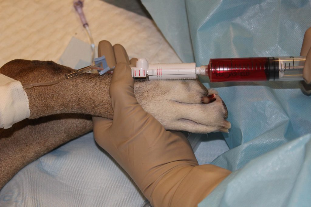 Dog's paw being held while cancer medication is being injected.