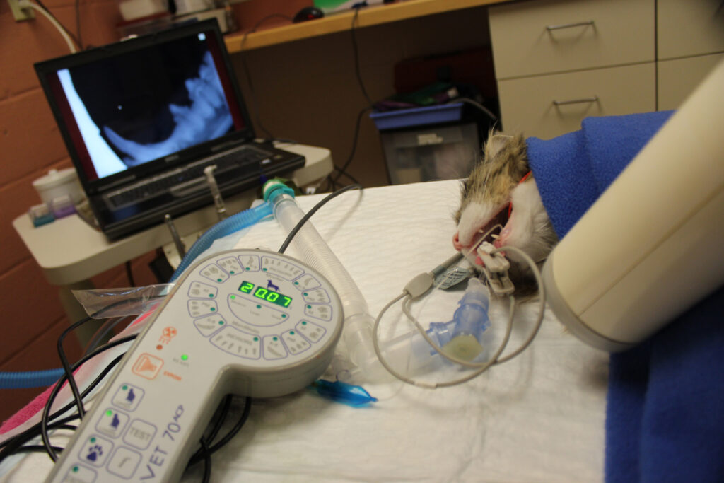 Cat under anesthesia for dental exam.