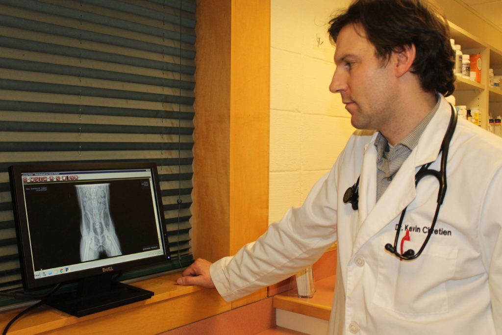 Veterinarian viewing pet x rays on computer.