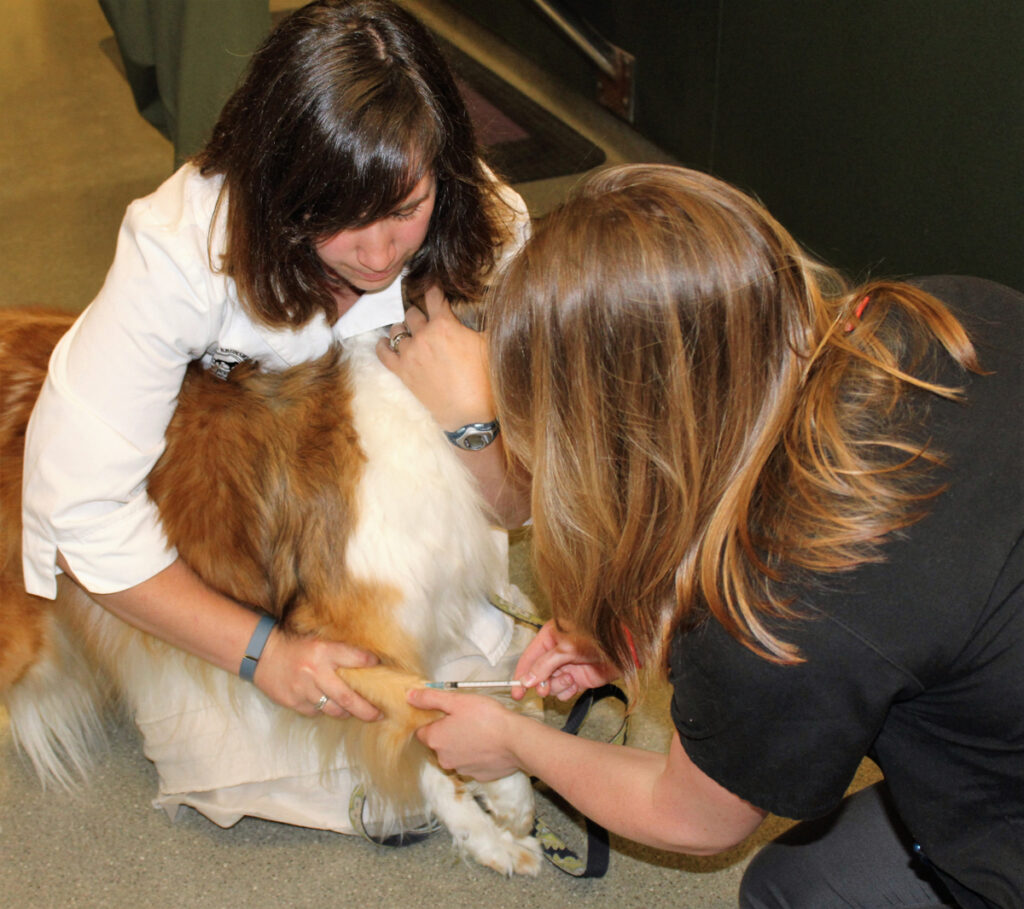 Dog being vaccinated by a veterinarian.